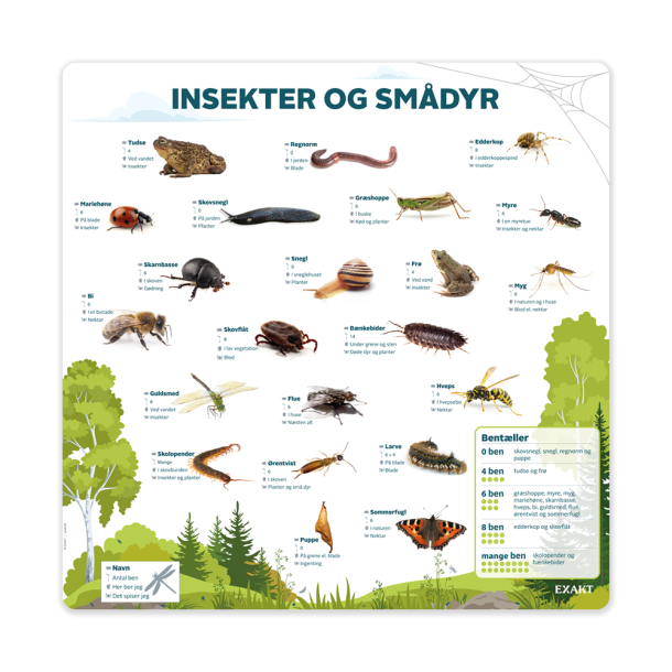 Lringstavle - Insekter og smdyr